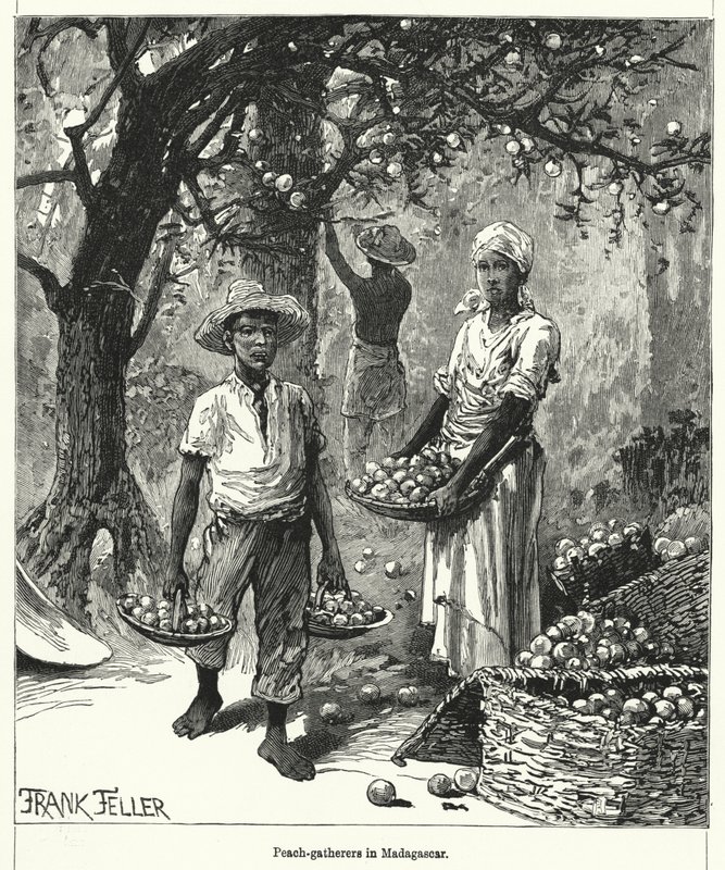 Persikosamlare på Madagaskar (gravyr) av Frank (after) Feller