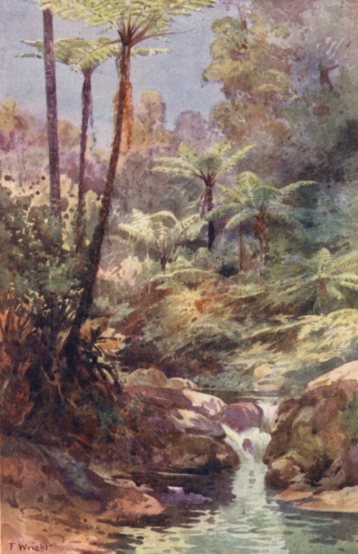 Nya Zeeland: Tree Ferns (färglitografi) av Frank H Wright