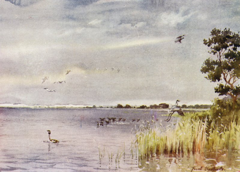 Norfolk Broads: Horsey Mere av Frank Southgate