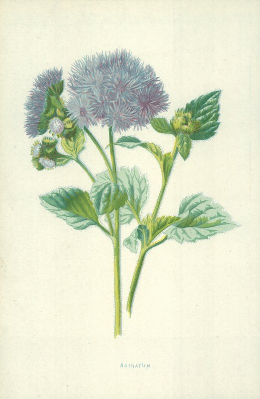 Ageratum av Frederick Edward Hulme