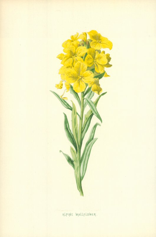 Alpin väggblomma av Frederick Edward Hulme