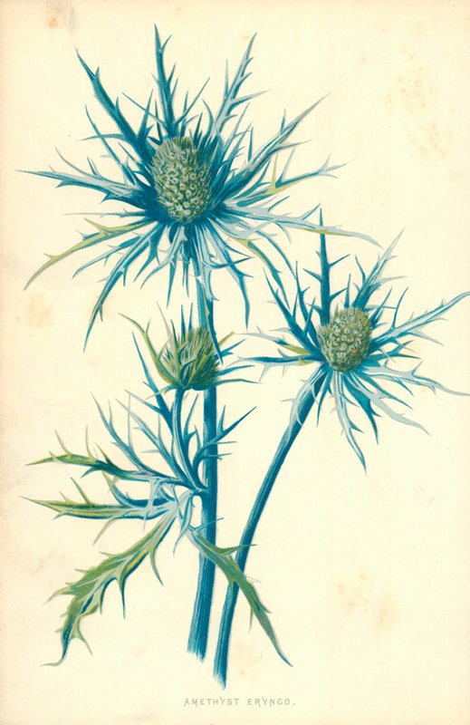 Ametist Eryngo av Frederick Edward Hulme