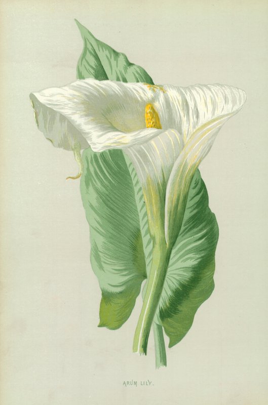Arum Lily av Frederick Edward Hulme