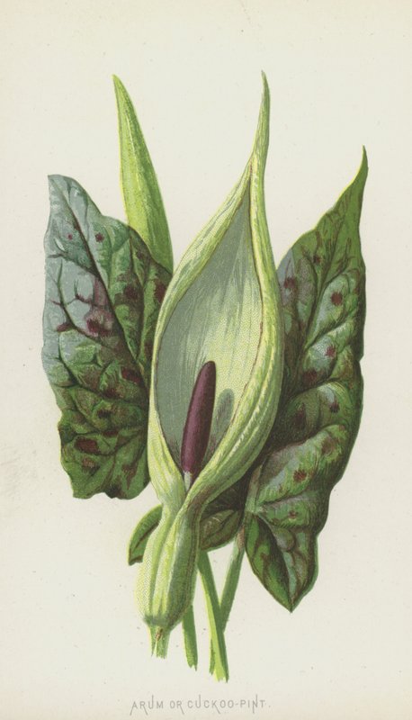 Arum eller Cuckoo-Pint (chromolitho) av Frederick Edward Hulme
