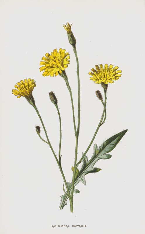 Autumnal Hawkbit (chromolitho) av Frederick Edward Hulme