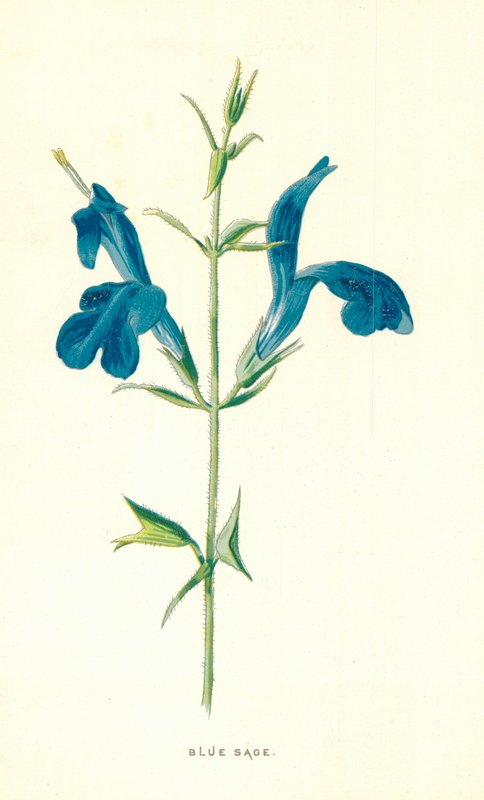 Blå salvia av Frederick Edward Hulme