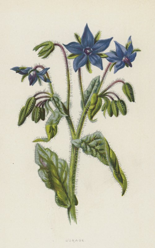 Gurkört (chromolitho) av Frederick Edward Hulme