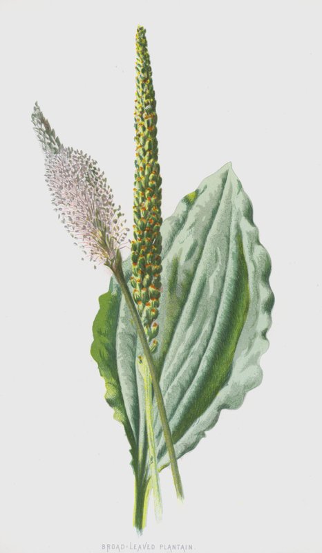 Bredbladig groblad (chromolitho) av Frederick Edward Hulme