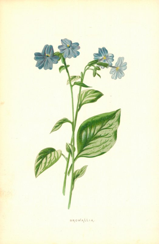 Browallia av Frederick Edward Hulme
