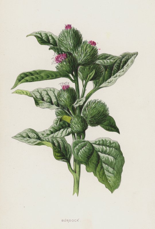 Kardborre (chromolitho) av Frederick Edward Hulme