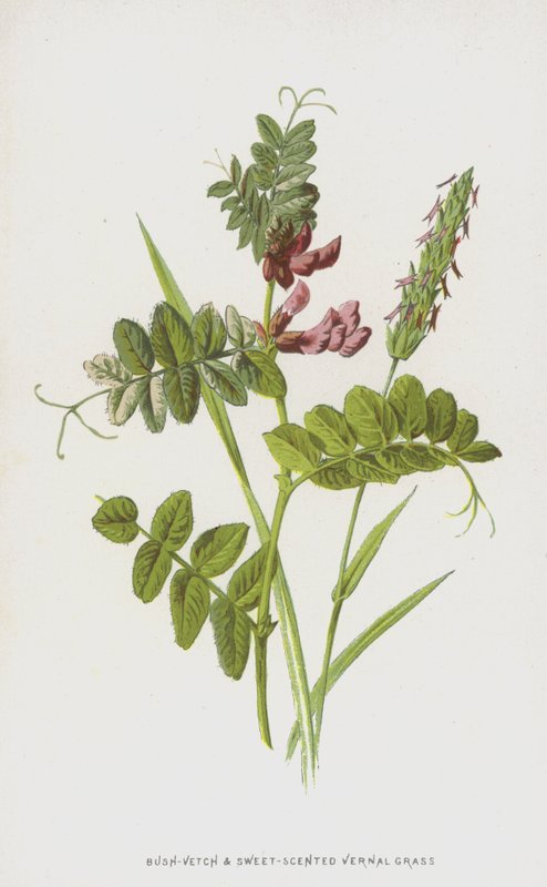 Bush-Vetch och sötdoftande vernal gräs (chromolitho) av Frederick Edward Hulme