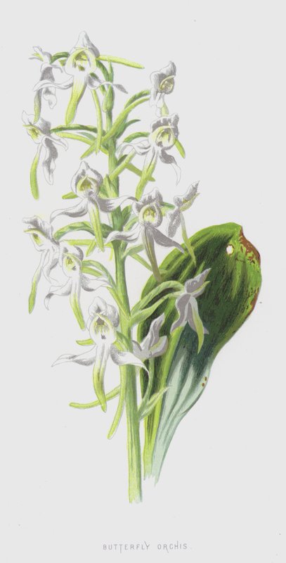 Butterfly Orchis (chromolitho) av Frederick Edward Hulme