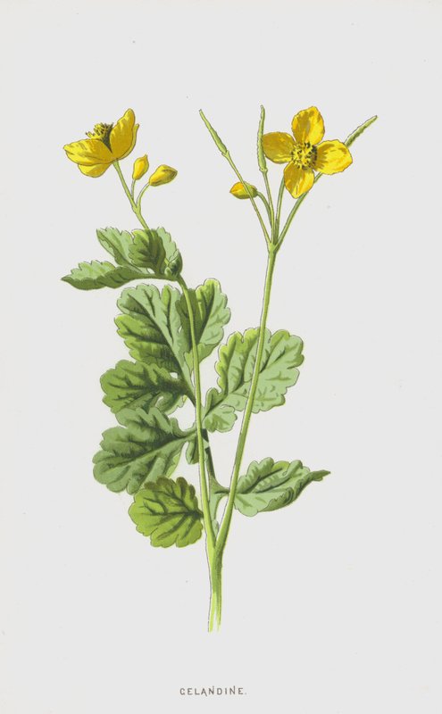 Svalört (chromolitho) av Frederick Edward Hulme
