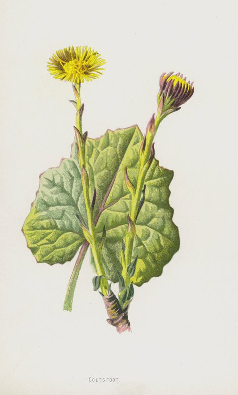 Hestfot (chromolitho) av Frederick Edward Hulme
