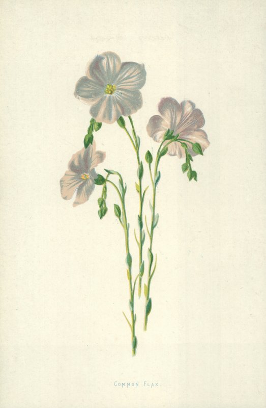 Vanlig lin av Frederick Edward Hulme