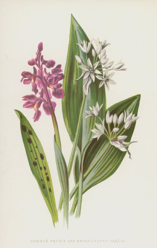 Vanlig orkidé och bredbladig vitlök (chromolitho) av Frederick Edward Hulme