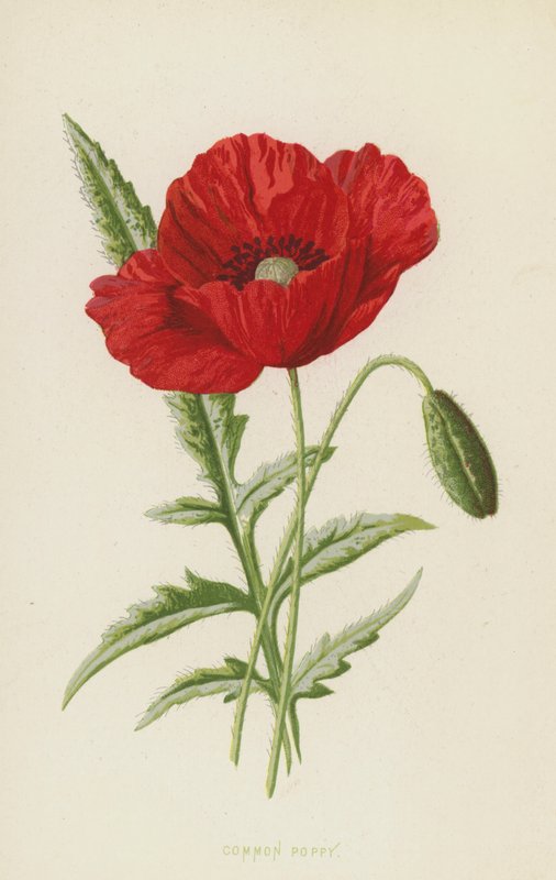 Vanlig vallmo (chromolitho) av Frederick Edward Hulme