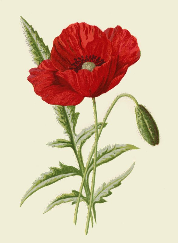 Vanlig vallmo av Frederick Edward Hulme