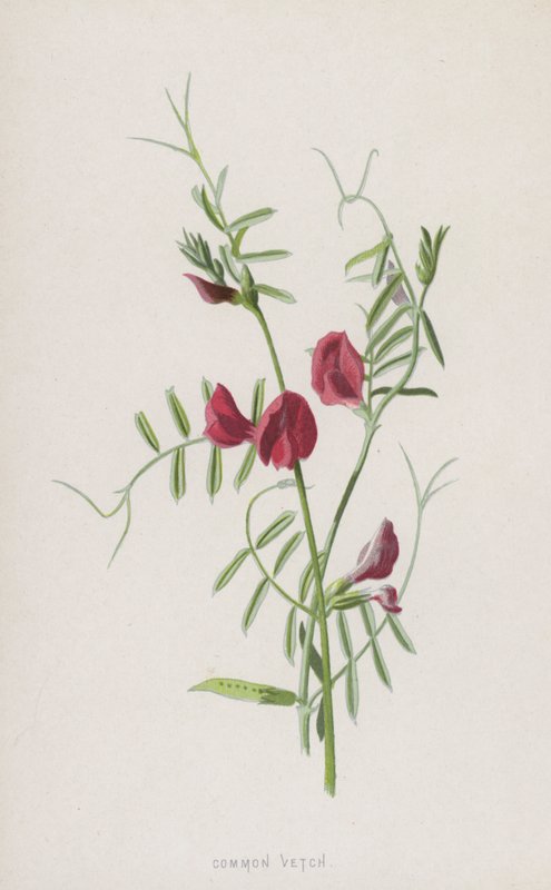 Vanlig Vicker (chromolitho) av Frederick Edward Hulme