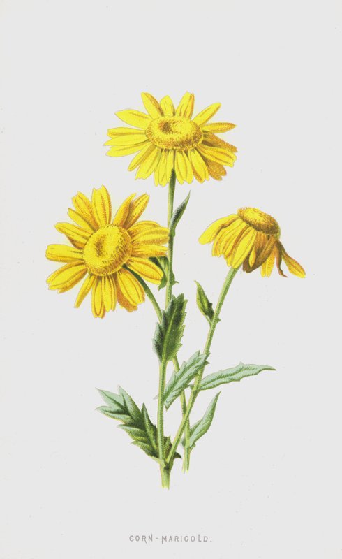 Majs-ringblomma (chromolitho) av Frederick Edward Hulme