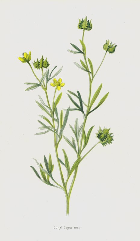 Majskråkfot (chromolitho) av Frederick Edward Hulme