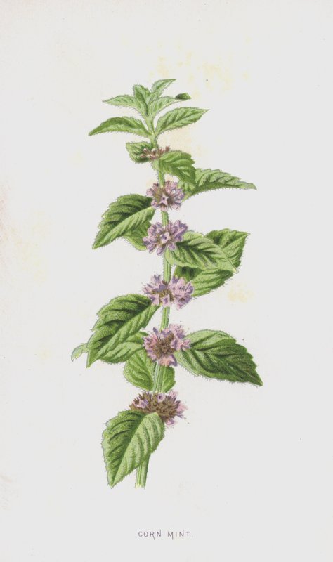 Majsmynta (chromolitho) av Frederick Edward Hulme
