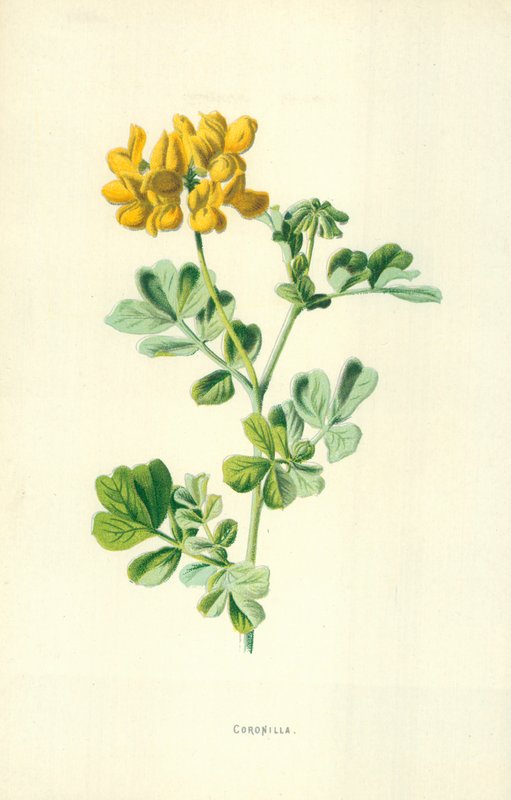 krona av Frederick Edward Hulme