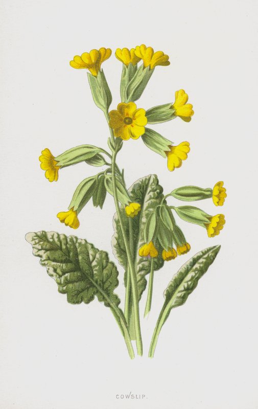Cowslip (chromolitho) av Frederick Edward Hulme