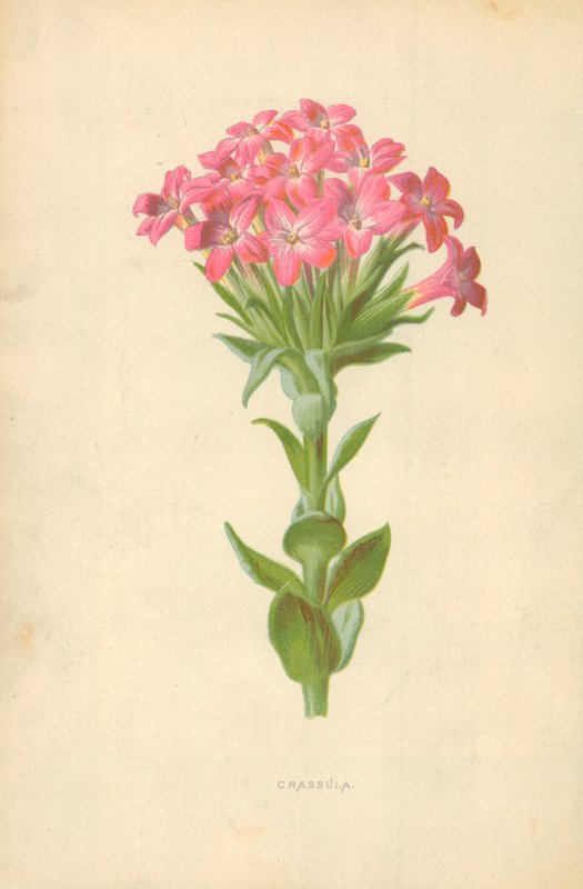 Crassula av Frederick Edward Hulme