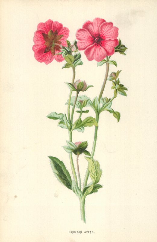 Crimson Avens av Frederick Edward Hulme