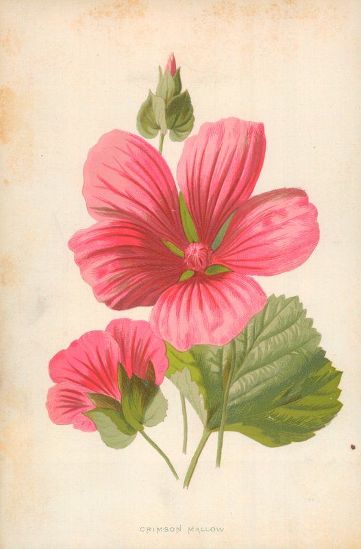 Crimson Mallow av Frederick Edward Hulme