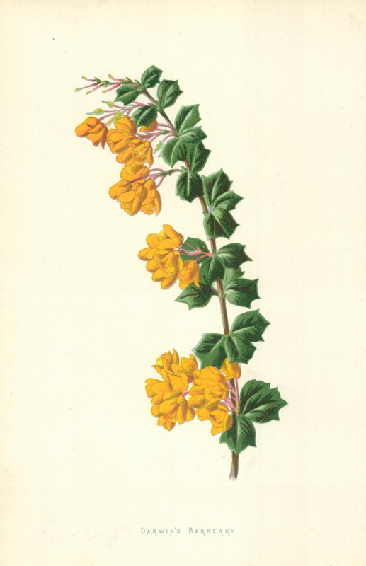 Darwins berberis av Frederick Edward Hulme