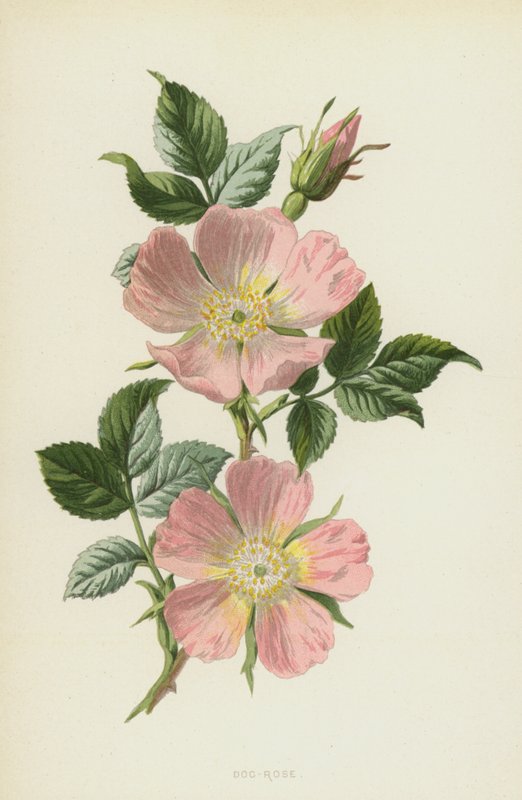Dog-Rose (chromolitho) av Frederick Edward Hulme