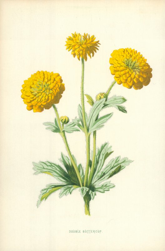 Dubbel smörblomma av Frederick Edward Hulme