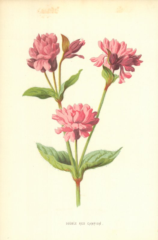Dubbel röd Campion av Frederick Edward Hulme
