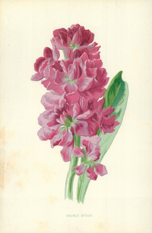 Dobbelt Stockswed av Frederick Edward Hulme