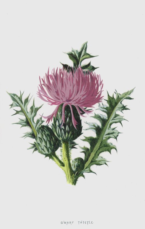 Dvärgtistel (chromolitho) av Frederick Edward Hulme