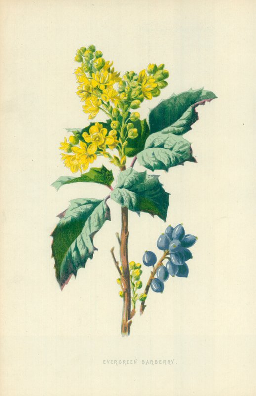 Vintergrön berberis av Frederick Edward Hulme