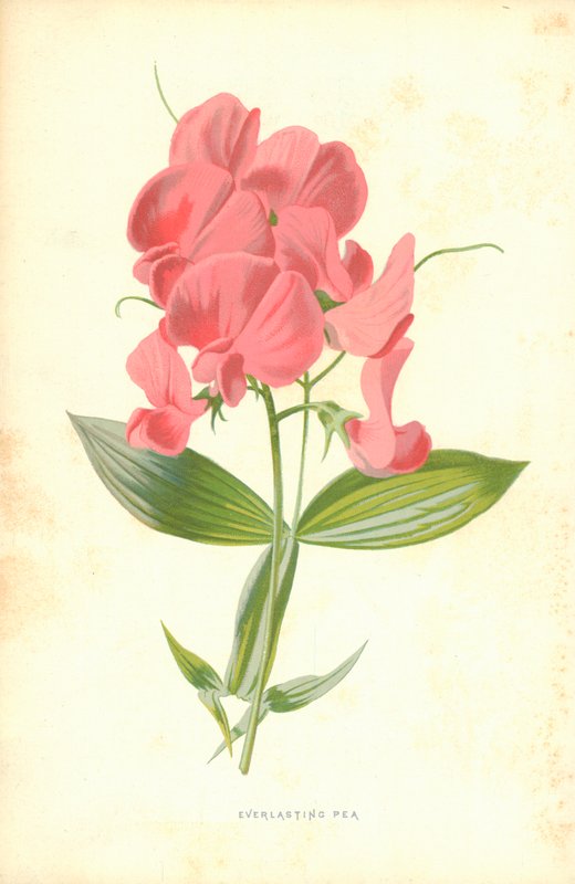 Evig ärta av Frederick Edward Hulme