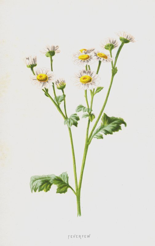 Feverfew (chromolitho) av Frederick Edward Hulme
