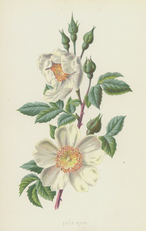 Fältros (chromolitho) av Frederick Edward Hulme