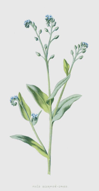 Fältskorpion-gräs (chromolitho) av Frederick Edward Hulme