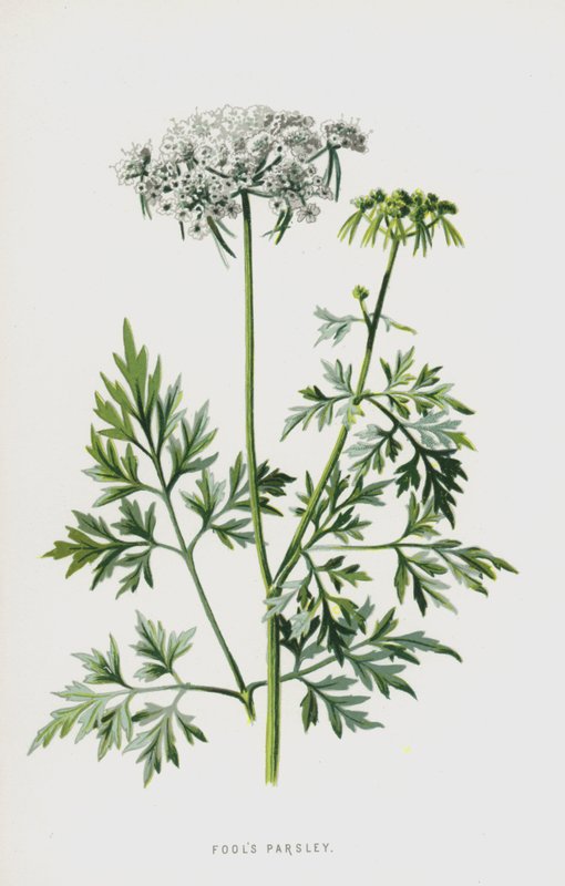 Fools Persilja (chromolitho) av Frederick Edward Hulme