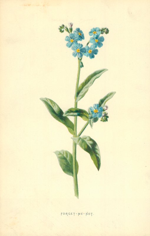 Glöm-mig-not av Frederick Edward Hulme