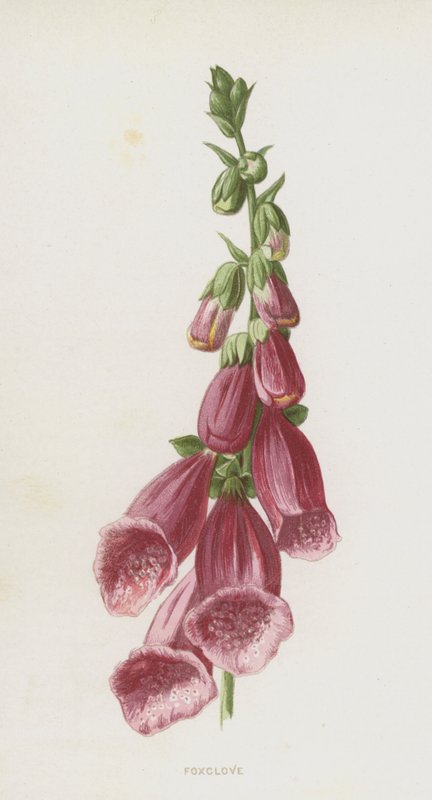 Foxglove (chromolitho) av Frederick Edward Hulme