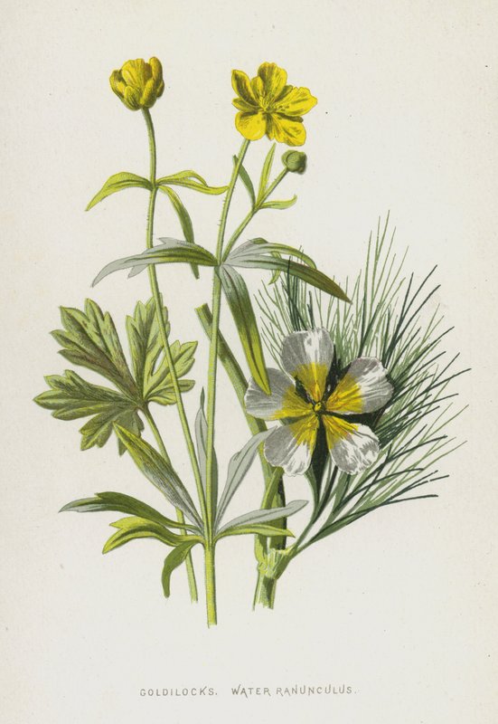 Guldlock, Water Ranunculus (chromolitho) av Frederick Edward Hulme