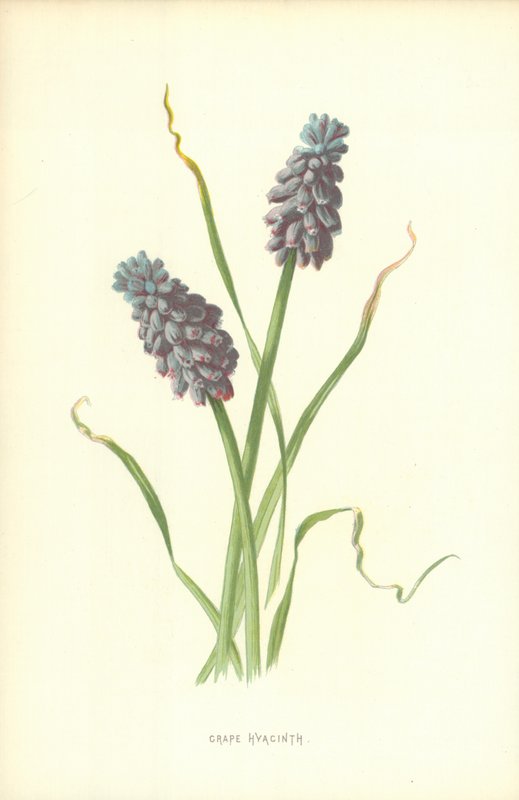 Fuga Hyacinth vine av Frederick Edward Hulme