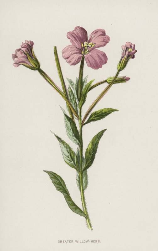 Större pilört (chromolitho) av Frederick Edward Hulme
