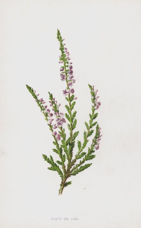 Heath eller Ling (chromolitho) av Frederick Edward Hulme