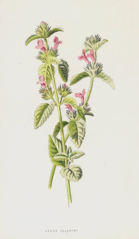 Hedge Calamint (chromolitho) av Frederick Edward Hulme